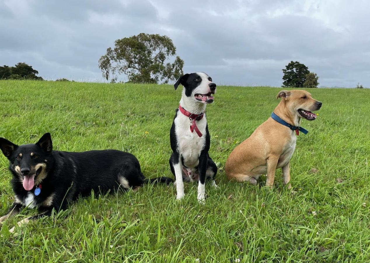 Narrow Neck Creek Farmstay And B&B Upper Hutt Eksteriør billede